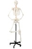 Axis Scientific Classic Human Skeleton with Study and Numbering Guide Model Ready to Go