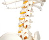 Axis Scientific Classic Human Skeleton with Study and Numbering Guide Closeup of Neck