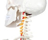 Axis Scientific Classic Human Skeleton with Study and Numbering Guide Closeup of neck and bottom portion of skull