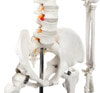 Axis Scientific Classic Human Skeleton with Study and Numbering Guide Closeup of Middle