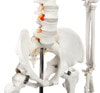 Axis Scientific Classic Human Skeleton with Study and Numbering Guide Closeup of Middle