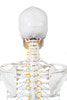 Axis Scientific Classic Human Skeleton with Study and Numbering Guide