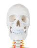 Axis Scientific Classic Human Skeleton with Study and Numbering Guide