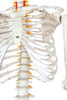 Axis Scientific Classic Human Skeleton with Study and Numbering Guide Closeup of Ribcage