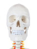 Axis Scientific Classic Human Skeleton with Study and Numbering Guide Detachable Skull Close Up
