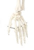 Axis Scientific Classic Human Skeleton with Study and Numbering Guide Closeup of hand