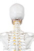 Axis Scientific Classic Human Skeleton with Study and Numbering Guide Closeup of rear of skull and neck