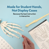 Axis Scientific Classic Human Skeleton with Study and Numbering Guide Model