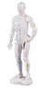 Anatomy Lab Intelligent Baby for Touching Training - Overview