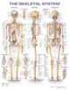 Skeletal System Anatomical Chart