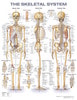 Skeletal System Anatomical Chart
