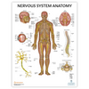 The Anatomy Lab Nervous System Laminated Poster