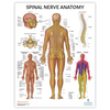 The Anatomy Lab Spinal Nerves Laminated Poster