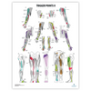 The Anatomy Lab Trigger Points II