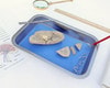 Anatomy Lab Preserved Pig Kidney Specimen, Vacuum Packed