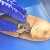 Anatomy Lab Preserved Pig Kidney Specimen, Vacuum Packed