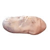 Anatomy Lab Preserved Pig Kidney Specimen, Vacuum Packed
