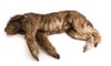 "Rocky" Canine Positioning Manikin