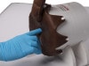 A gloved hand performing a digital rectal examination on the silicone canine model to demonstrate tactile diagnostic training.