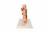 Axis Scientific Sinus and Nasal Cavity Anatomy Model, Median Section, Numbered-