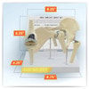 Mini Implant Joint Anatomy Model Set