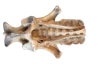 Horse (foal) Pelvis Dissection - Ligaments 3D Printed Model - Top view