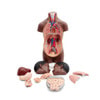 Mini Human Torso Model full part display