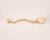 Axis Scientific Life-Size Vertebral Column