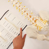 Axis Scientific Life-Size Vertebral Column