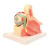 Axis Scientific Eye in Orbit with Eyelid Numbered Anatomy Model