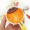 Axis Scientific Eye in Orbit with Eyelid Numbered Anatomy Model