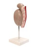 Axis Scientific Testis of the Male Genitalia Numbered Anatomy Model