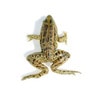Anatomy Lab Preserved Grass Frog Specimen for Dissection, Vacuum Packed