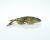 Anatomy Lab Preserved Grass Frog Specimen for Dissection, Vacuum Packed