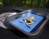 Anatomy Lab Preserved Grass Frog Specimen for Dissection, Vacuum Packed