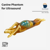 Canine Phantom for Ultrasound