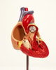 Axis Scientific 2-Part Deluxe Life-Size Human Heart Model