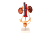 Axis Scientific Free Standing Urinary System, Life Size - 3 Parts