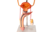 Axis Scientific Free Standing Urinary System, Life Size - 3 Parts