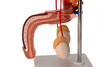 Axis Scientific Free Standing Urinary System, Life Size - 3 Parts