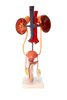 Axis Scientific Free Standing Urinary System, Life Size - 3 Parts