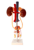 Axis Scientific Free Standing Urinary System, Life Size - 3 Parts