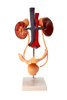 Axis Scientific Free Standing Urinary System, Life Size - 3 Parts