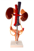 Axis Scientific Free Standing Urinary System, Life Size - 3 Parts
