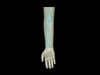 Adult Arm with Elbow for X-Ray CT, US, MRI