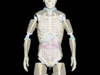 Adult Full Body with Muscles for X-Ray CT, US