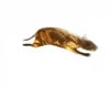Rat Phantom (Anatomical) for X-Ray CT, US