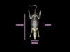 Rat Phantom (Anatomical) for X-Ray CT, US