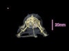 Rat Phantom (Anatomical) for X-Ray CT, US
