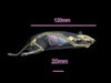Rat Phantom (Anatomical) for X-Ray CT, US